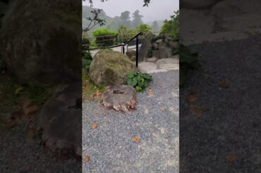 リストラおじさんの朝散歩〜