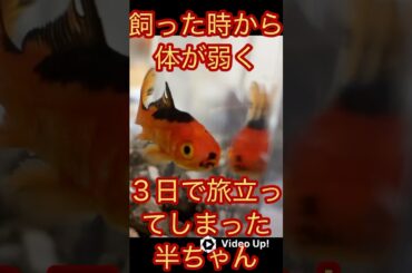 悲しみの先に…。ｱﾗﾌｫｰ親父の家に新しい家族が増えました✨ #shorts #アラフォー #親父 #金魚  #ペット #兄弟 #動物 #子供 #家族 #世界 #アクアリウム #飼育 #ポケモン