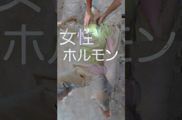 喉と子宮のチャクラを開くチャクラ開花ヒーリング #美肌 #美容 #ストレス #育乳 #生理不順