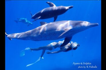 小笠原諸島、ボニンブルーの海で野生のイルカと泳ぐ