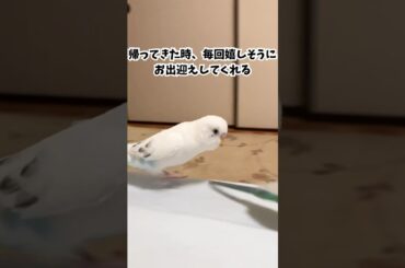 ツンデレ