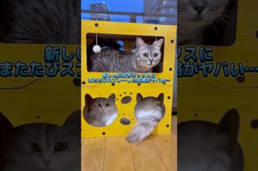 新しい爪研ぎボックスにまたたびスプレーした末路がヤバい…