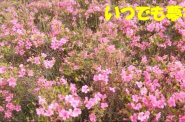 片麻痺・イージーギターで【いつでも夢を】