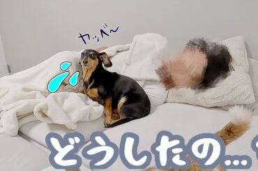 いつもと様子が違う愛犬…原因はまさかのアレでした