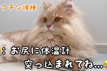 ワクチン接種に行った時の様子をご報告します