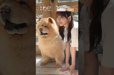 与田祐希さんが遊びに来てくれました！（チャウチャウ｜月刊わんこ撮影オフショット）#shorts