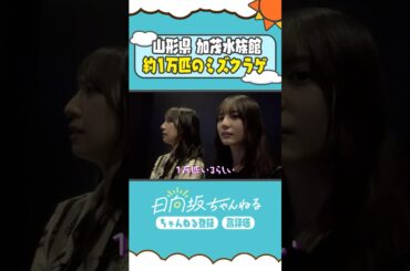 大好きなクラゲに大興奮🪼 #shorts  #日向坂46 #日向坂ちゃんねる #金村美玖 #小坂菜緒