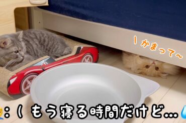 【ワクチン接種前日】かまってほしくてベッドの下から必死にアピールする猫が可愛い😂
