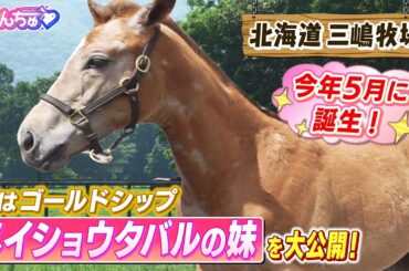 「まつ毛が1本白いと芦毛になる」今年5月に産まれたゴールドシップを父にもつ”メイショウタバルの全妹”を大公開！メイショウタバルのふるさと三嶋牧場から芦毛になる前の超貴重映像をお届け！【うまんちゅ】