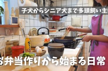 50代主婦と3匹の犬との暮らし / 息子に作る簡単弁当 / 四毒抜き / 主婦の1日のごはん / 犬との暮らし / トイプードル / ビションフリーゼ