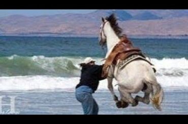 将軍」メインビジュアル&キャストが解禁! 市川由紀乃・辰巳ゆうとら出 演Kimura family