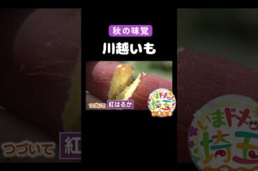 #サツマイモ#川越いも#秋の味覚#食欲の秋#山田園#芋掘り#焼き芋#紅あずま#紅はるか#ひめあやか#川越紅赤芋みつ#グルメ#川越市#松井咲子#アンゴラ村長#小堺翔太#いまたま#埼玉県#shorts