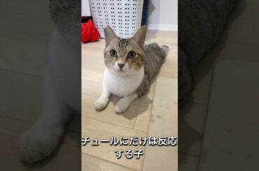 猫界隈の今田美桜か細川ふみえ