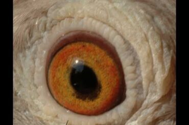 2025年9月23日撮影　竹森伊公子鳩舎　　オペル600号　96VE00600　RC　新井勝喜作竹森鳩舎種鳩