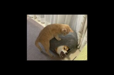 加藤清史郎＆宮本茉由、シリーズを越境した“夢の共演”オフショットに「お似合いのコンビ！」の声＜放送局占拠＞