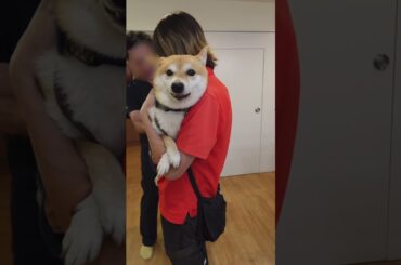 【閲覧注意】警戒心つよつよ柴のワクチン接種は一苦労…  #豆柴 #柴犬 #shiba #shibainu 【閲覧注意】警戒心つよつよ柴のワクチン接種は一苦労…  #豆柴 #柴犬 #shiba #shibainu