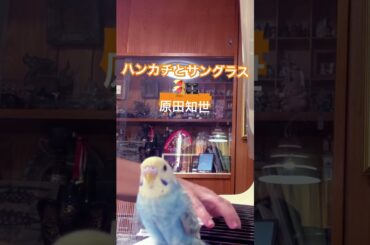 L-3  ハンカチとサングラス#原田知世#ピアノ #セキセイインコ