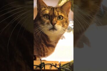 fantastickyotocinema　京都ひょう猫の森のベンガルキャットさんの星のように光る瞳に感動しました　京都いやしのファンタスティック映画