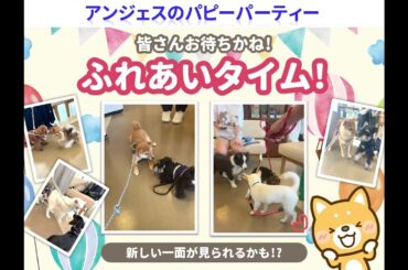 アンジェス動物病院のパピーパーティー♫