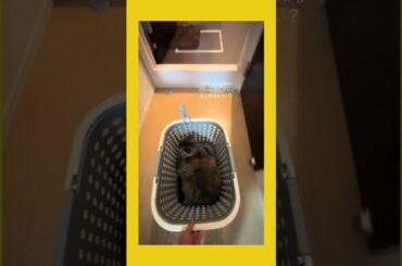 一生カゴの中に入って、私が押してルームツアーをするという、このなぞの遊びに付 き合わされるんだが、それおもしろい? #shorts