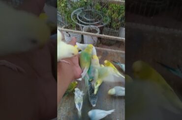 🌟 希少変異セキセイインコの魅力 💎 飼い主必見！ #希少種 #美しい