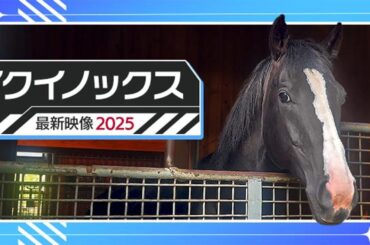 【イクイノックスの今】社台SSで過ごす史上最強馬イクイノックスの日常を公開