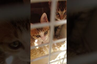 ドタバタ通院#保護子猫 #ぺて#ワクチン接種