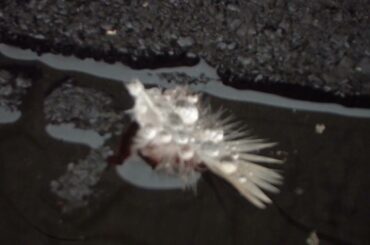 中谷美紀 - Temptation