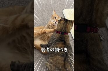 チャイさんの暮らし136。