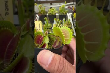 Venus Flytrap#carnivorousplants #venusflytrap#食虫植物