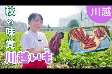 絶対外せない秋の味覚！素材の味から加工品まで川越いもを食べ比べ【いまドキッ！埼玉】2025.9.27放送