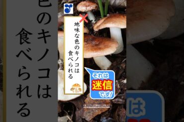 信じてはいけないキノコの迷信５選 #毒キノコ #shorts