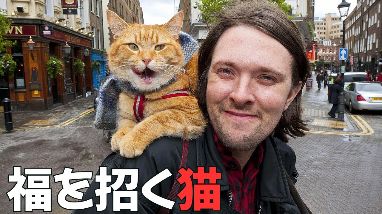 【映画紹介】 不運なホームレス青年が幸運の猫と出会い人生を変える! 【映画紹介】 不運なホームレス青年が幸運の猫と出会い人生を変える!