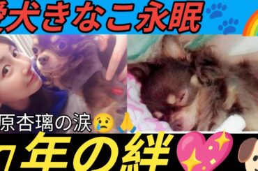 🐶💔杉原杏璃、愛犬きなこの死去報告…「17年8ヶ月の幸せをありがとう」🙏🌈