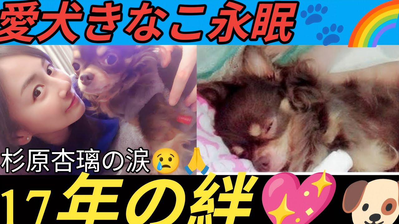 🐶💔杉原杏璃、愛犬きなこの死去報告…「17年8ヶ月の幸せをありがとう」🙏🌈 🐶💔杉原杏璃、愛犬きなこの死去報告…「17年8ヶ月の幸せをありがとう」🙏🌈