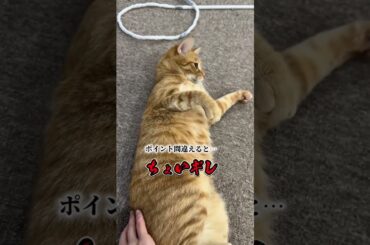 チャイさんの暮らし140。