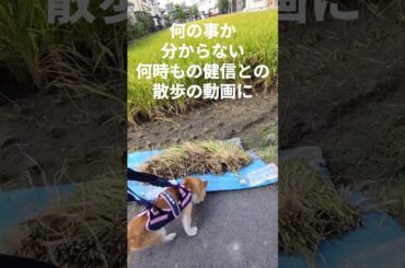 健信！　稲刈りは小さい秋の一つだっけ？#柴犬 #老犬介護 #散歩 #shibainu   #shiba #愛犬