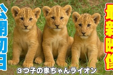 のんほいパーク🦁赤ちゃんライオンの公開が始まったので共有します😍