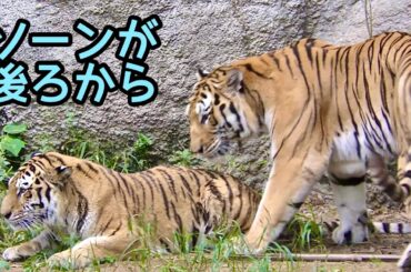 ソーンくんとローラちゃんの愛する様子です【浜松市動物園】Son-kun Lora-chan Hamamatsu Zoo
