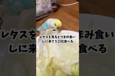 ひとのやつが食べたい