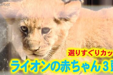 【まるで“動くぬいぐるみ” ライオンの赤ちゃん３頭】じゃれたり、母ライオンに甘えたり…