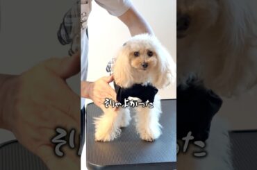 トイプードルのもあちゃんも思わずうっとり！CAMBYのペットマッサージでワンちゃんの身体も心もリラックス！