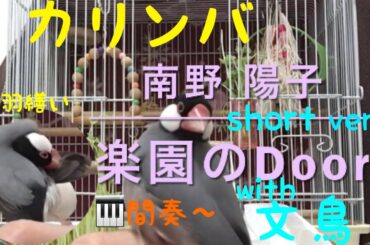 【文鳥とカリンバ】楽園のDoor ／ 南野陽子 🎬short ver.
