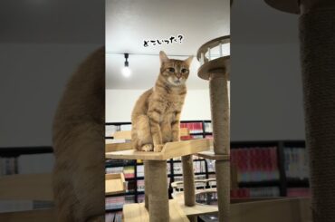 チャイさんの暮らし60。#保護猫