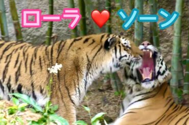アムールトラ　ソーンくんとローラちゃんはいつだってなかよし【浜松市動物園】Amur tiger Son-kun Lora-chan Hamamatsu Zoo
