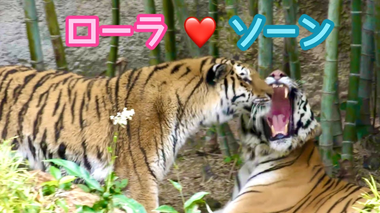 アムールトラ ソーンくんとローラちゃんはいつだってなかよし【浜松市動物園】Amur tiger Son-kun Lora-chan Hamamatsu Zoo アムールトラ ソーンくんとローラちゃんはいつだってなかよし【浜松市動物園】Amur tiger Son-kun Lora-chan Hamamatsu Zoo