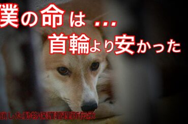 飼い主が「処分してくれ」と管理所に持ち込んだ犬たちの真実(現在の管理所は閉鎖済み)