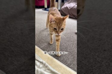 チャイさんの暮らし130。