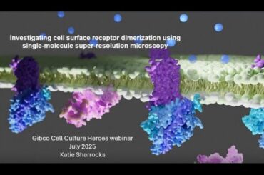単一分子超解像顕微鏡を用いた細胞表面受容体の二量体化の調査