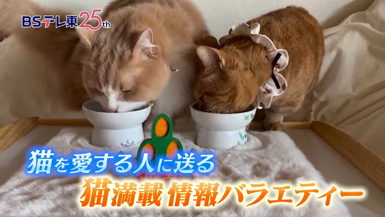 【予告】ねこにずむ ~猫を愛するすべてのみなさまへ~ | BSテレ東 【予告】ねこにずむ ~猫を愛するすべてのみなさまへ~ | BSテレ東